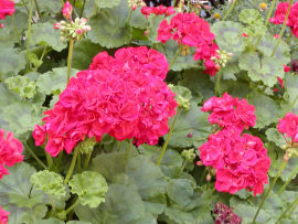 Pelargonium zonale - muškát