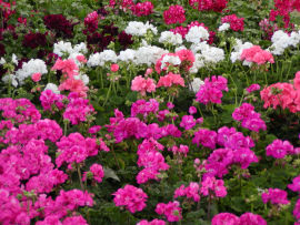 Pelargonium zonale - muškát