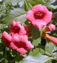 Campsis radicans 'Flamenco'