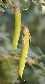 Caragana arborescens