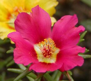 Portulaca grandiflora