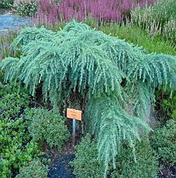 Cedrus deodara 'Feeling Blue'® - cedr himalájský