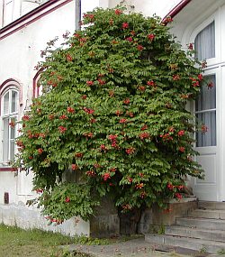 Campsis radicans - trubač kořenující