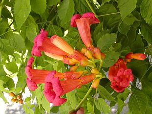 Campsis radicans - trubač kořenující