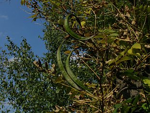 Campsis radicans - trubač kořenující