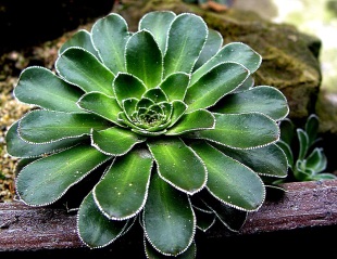 Saxifraga Cotyledon - lomikámen dělohovitý