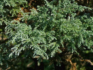 Chamaecyparis pisifera ’Squarrosa Intermedia’  - cypřišek hrachonosný