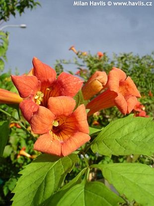 Campsis radicans 'Speciosa' - trubač