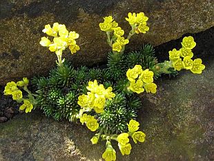 Saxifraga 'Meteor' - lomikámen (ALPINKY-UNAS)