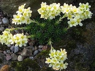 Saxifraga 'Gregor Mendel' - lomikámen (ALPINKY-UNAS)