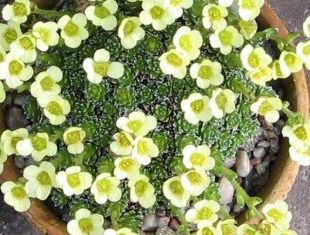 Saxifraga 'Sherlocke Holms' - lomikámen (ALPINKY-UNAS)