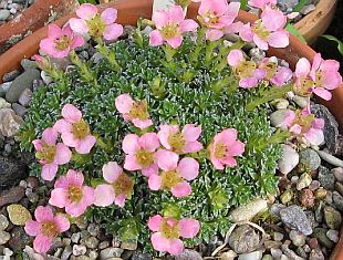 Saxifraga 'Peach melba' - lomikámen (ALPINKY-UNAS)