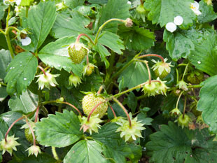 Fragaria - jahodník