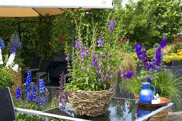 Campanula prenanthoides 'Cambell Blue' ™ - zvonek