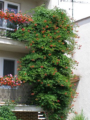 Campsis radicans - trubač kořenující