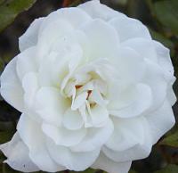 Rosa Aspirin Rose - Rose