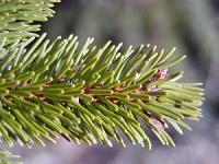 Picea abies