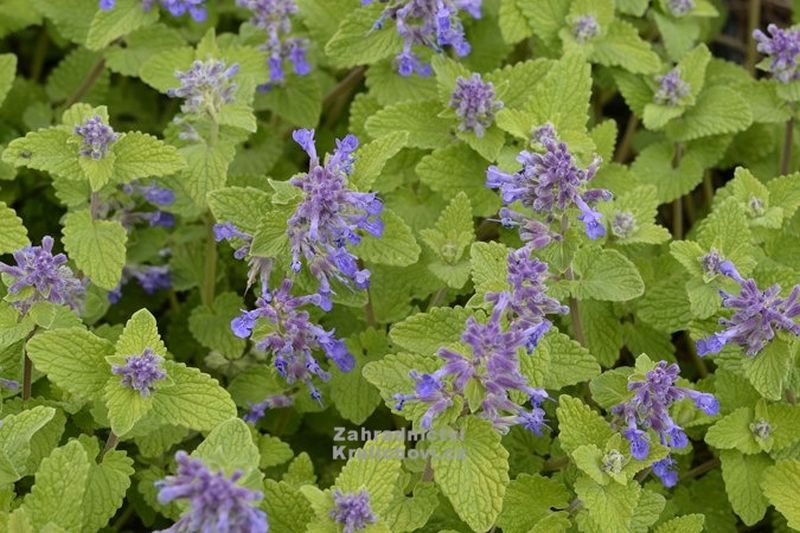 Nepeta 'Limelight' - šanta kočičí