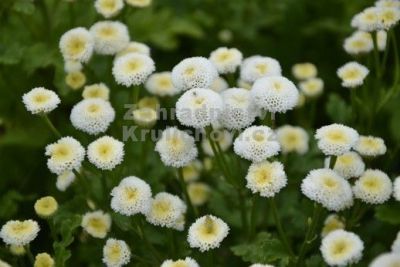 Tanacetum parthenium 'Summer Spirit' - řimbaba