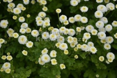 Tanacetum parthenium 'Summer Spirit' - řimbaba
