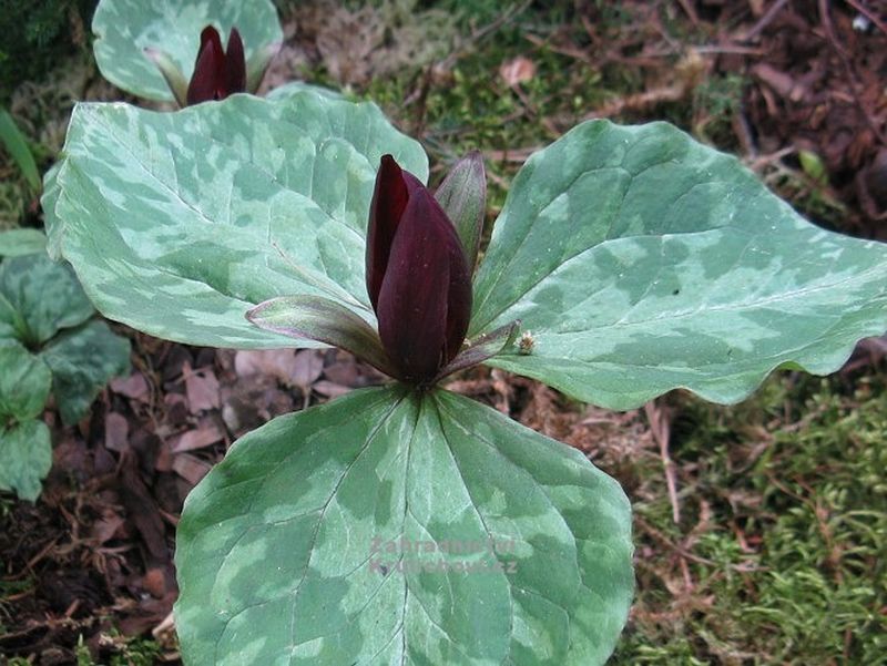 Trillium sessile - trojčetka
