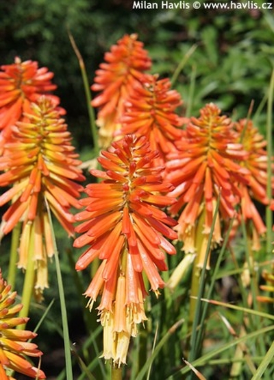 Kniphofia 'Papaya Popsicle' - mnohokvět