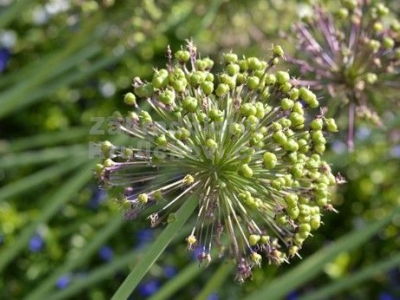 Allium aflatunense 'Purple Sansation' - česnek aflatunský