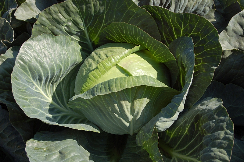 Uskladnění zeleniny: Zelí na krouhání a uskladnění AVAK F1 snese menší mrazíky, tj -3 až 4 °C.