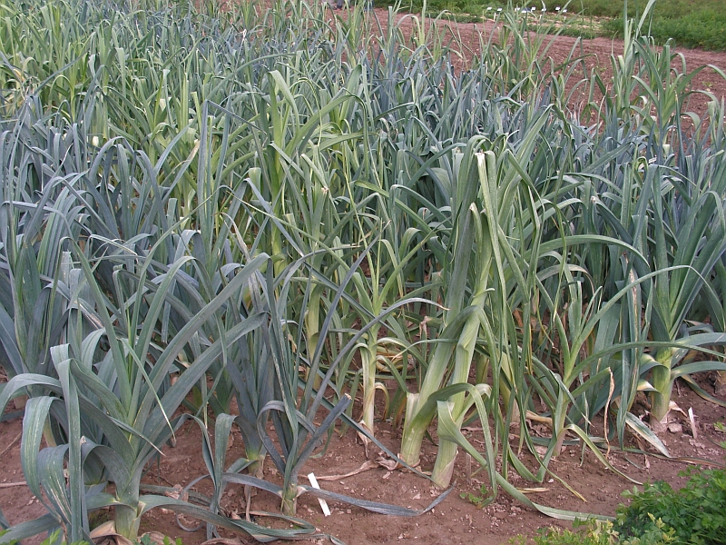 Uskladnění zeleniny: Letní pór STAROZAGORSKI KAMUŠ je uprostřed - sklízí se před mrazík.