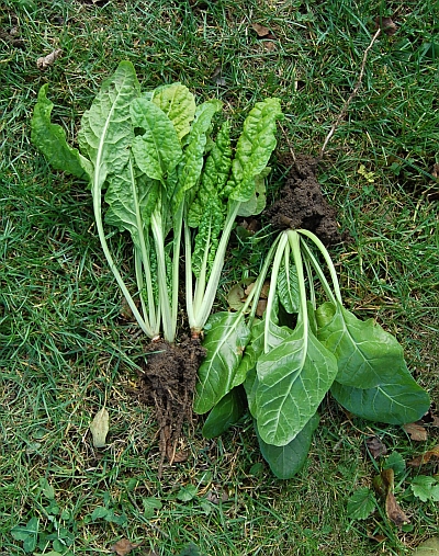 Uskladnění zeleniny: Mangold mladé rostliny - nahoře listový či špenátový, dole řapíkatý.