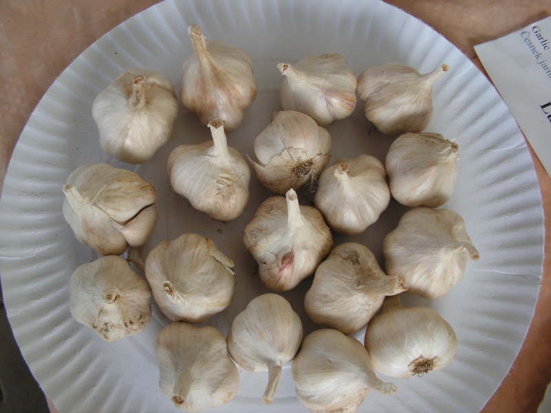 Uskladnění zeleniny: Česnek LUMÍR. Česnek se skladuje v chladu a suchu.