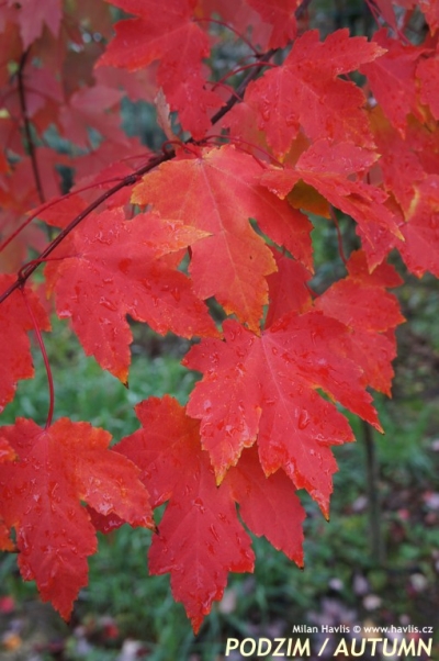 Acer rubrum 'Gheri Red' - javor červený