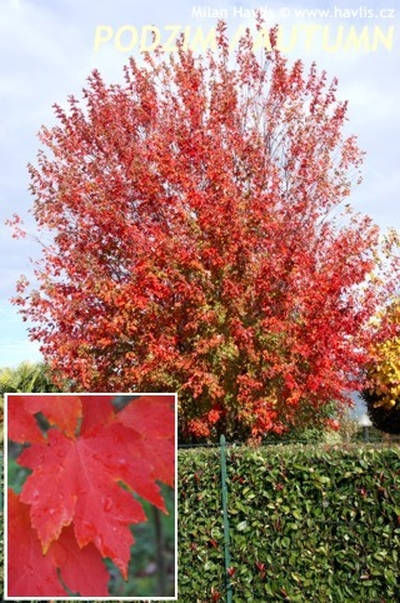 Acer rubrum 'Gheri Red' - javor červený