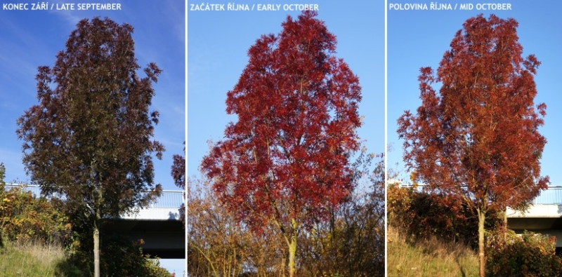 Fraxinus angustifolia 'Raywood' - jasan úzkolistý