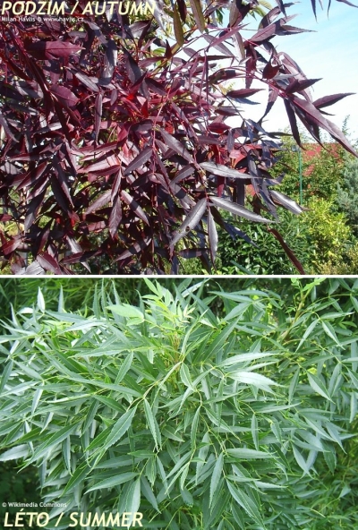 Fraxinus angustifolia 'Raywood' - jasan úzkolistý