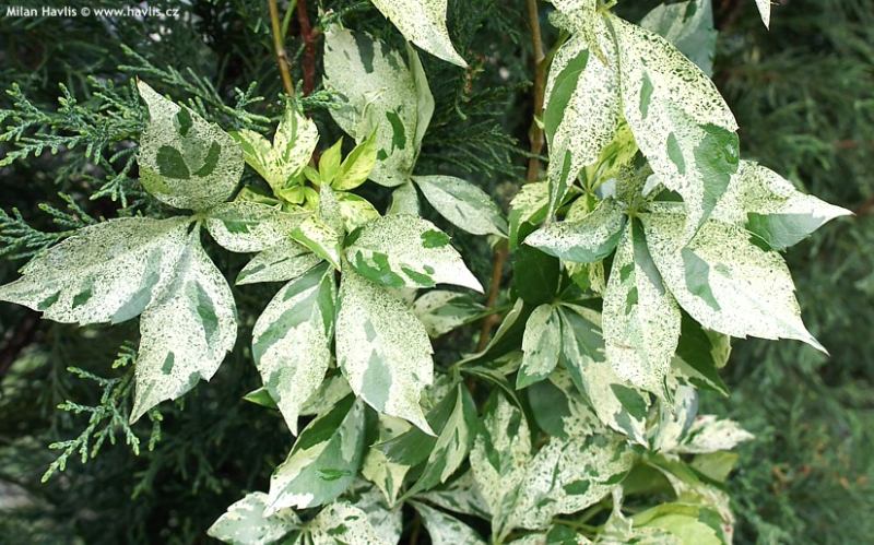 Parthenocissus quinquefolia 'Silver Shower' - přísavník pětilistý
