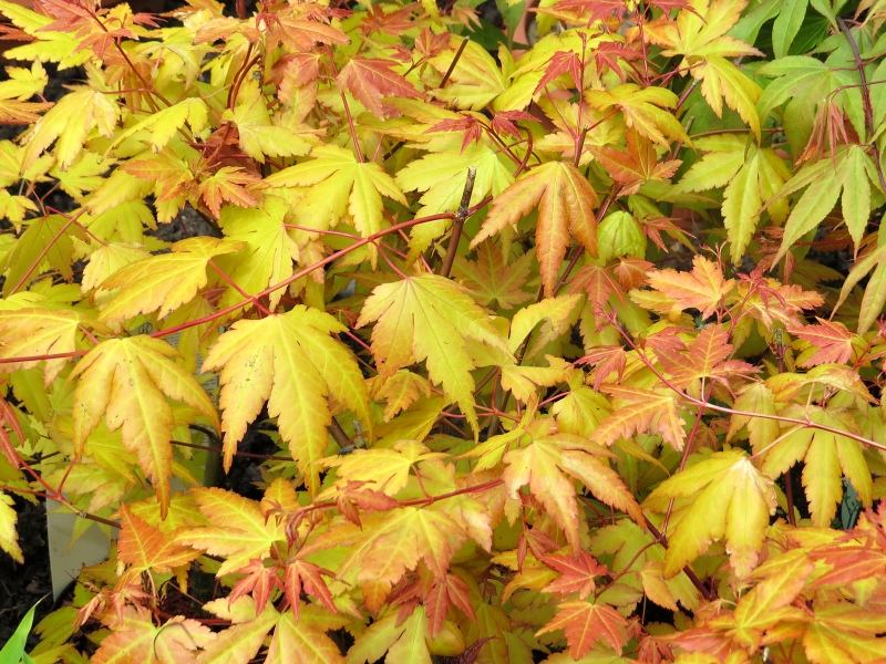 Acer palmatum 'Akane' - javor dlanitolistý