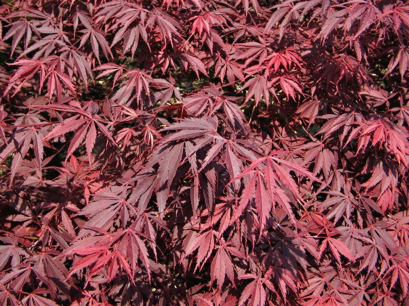 Acer palmatum 'Burgundy Lace' - javor dlanitolistý