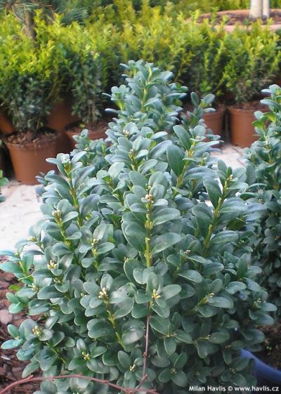 Buxus sempervirens 'Blauer Heinz' - zimostráz, buxus