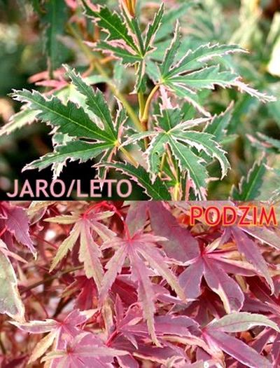Acer palmatum 'Beni Shichi Henge'  - javor dlanitolistý
