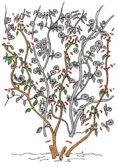 Lonicera periclymenum - zimolez ovíjivý