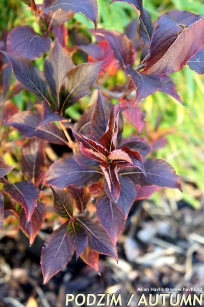 Weigela 'Rumba' - vajgélie květnatá