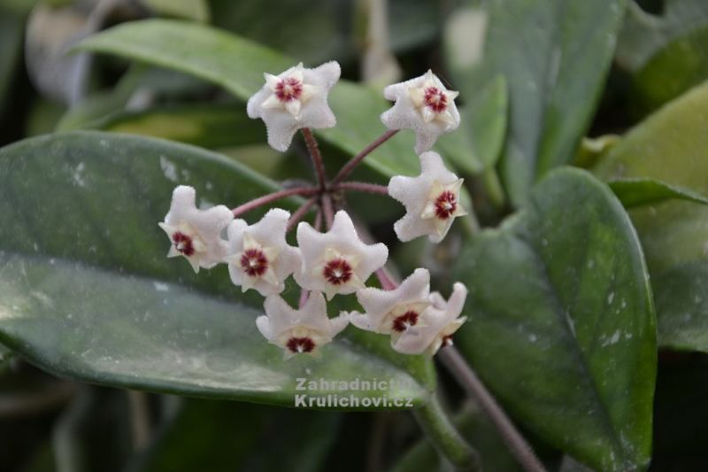 Hoya carnosa - voskovka