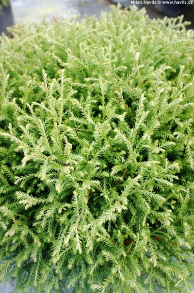 Thuja occidentalis 'Mr Bowling Ball' - zakrslý zerav západní