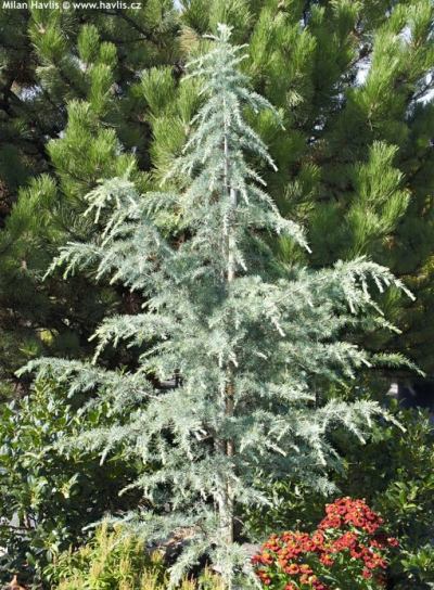 Cedrus deodara 'Blue Triumph' - himalájský cedr
