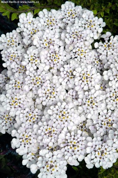 Iberis 'Masterpiece' - iberka vždyzelená