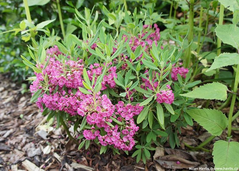Kalmia angustifolia 'Gnom' - mamota úzkolistá