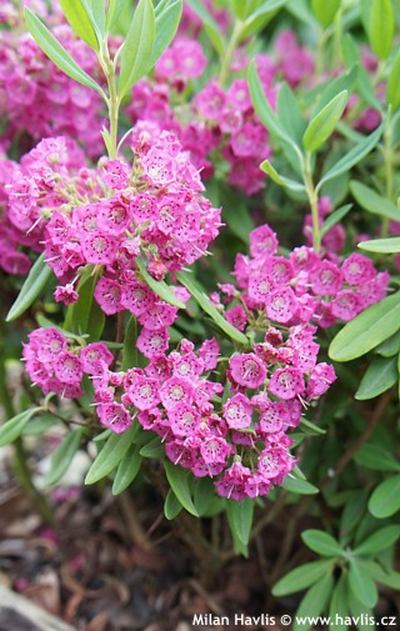 Kalmia angustifolia 'Gnom' - mamota úzkolistá