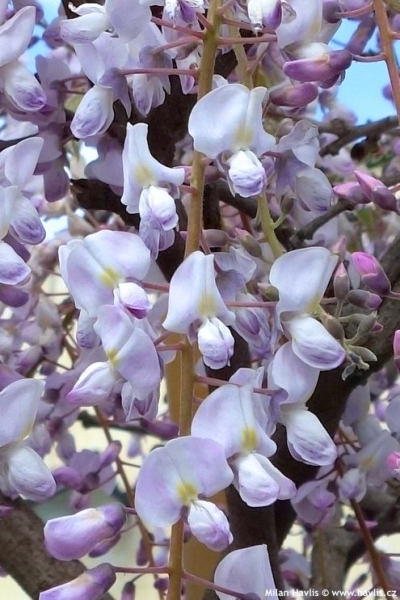 Wisteria floribunda 'Kuchi-beni' - vistárie květnatá