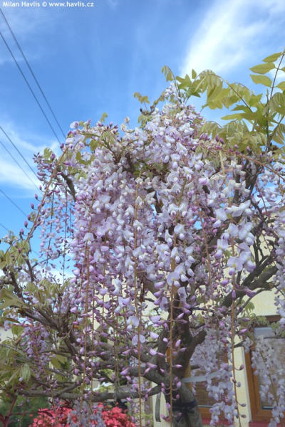 Wisteria floribunda 'Kuchi-beni' - vistárie květnatá